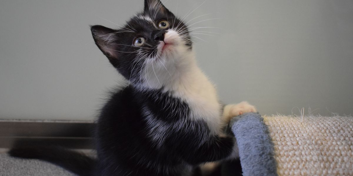 Battersea Dogs & Cats Home Battersea Dogs & Cats Home