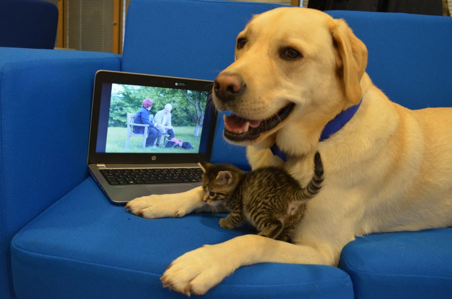 are lab dogs good with cats