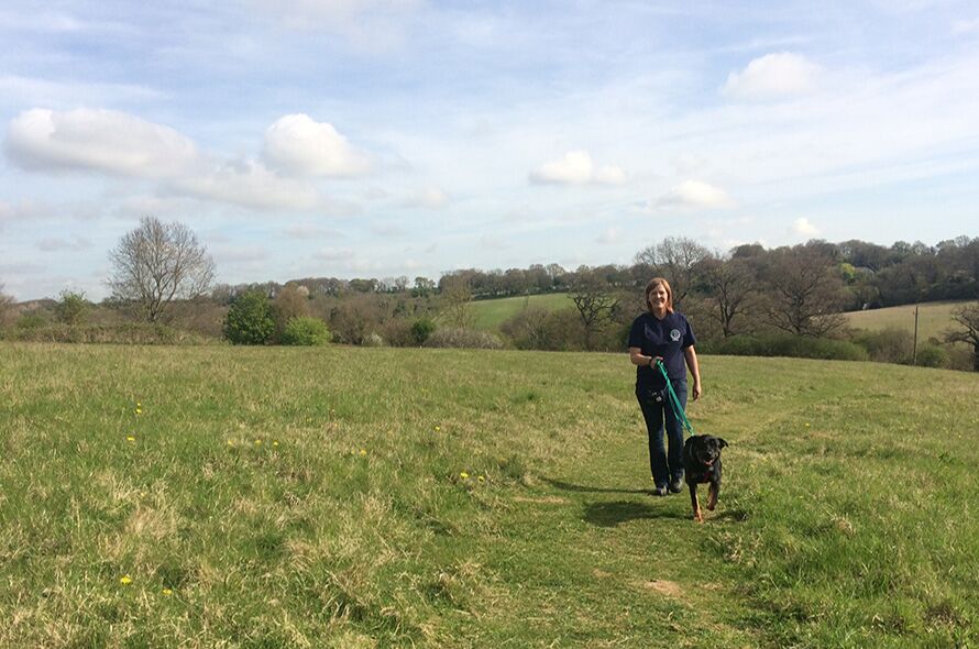 battersea dogs home brands hatch dogs for rehoming