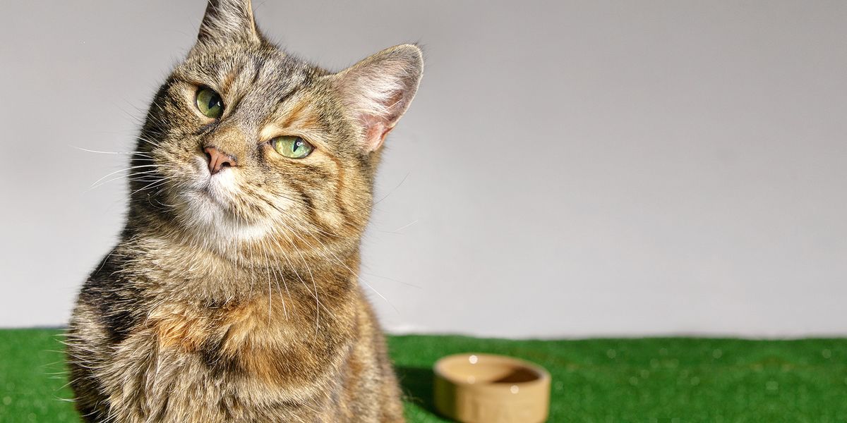 Cats Battersea Dogs & Cats Home