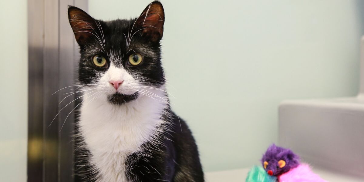 Battersea Dogs & Cats Home Battersea Dogs & Cats Home