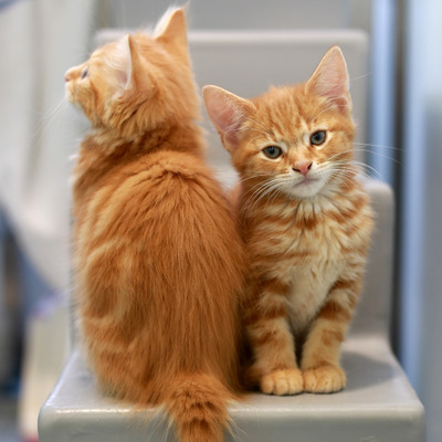 Nobu 326820, Nando 326821 10