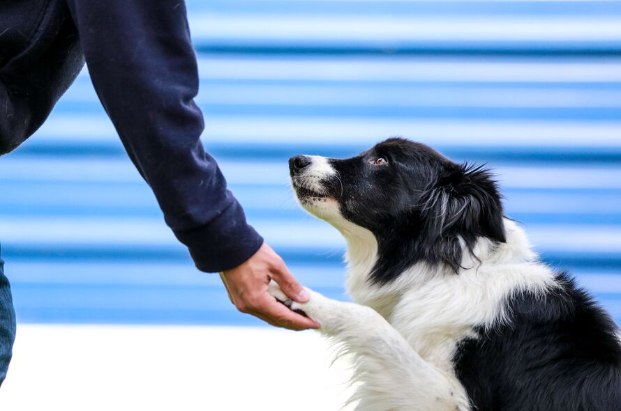 Reasons to rescue a Border Collie | Battersea Dogs & Cats Home