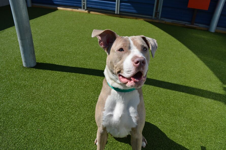 Are Dogs Allowed In Target