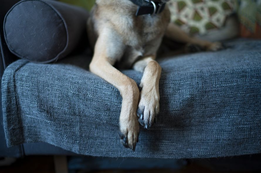 Close up of German Shepherd dog's paws sitting on sofa