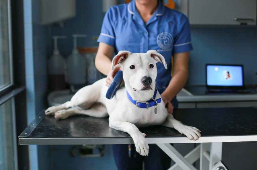 Dog microchipping Battersea Dogs & Cats Home