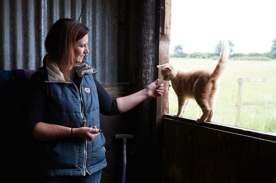 Ginger cat balancing on stable door sniffs lady's outstretched hand