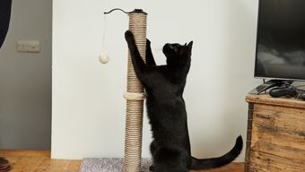 Indoor things to stimulate your cat’s senses