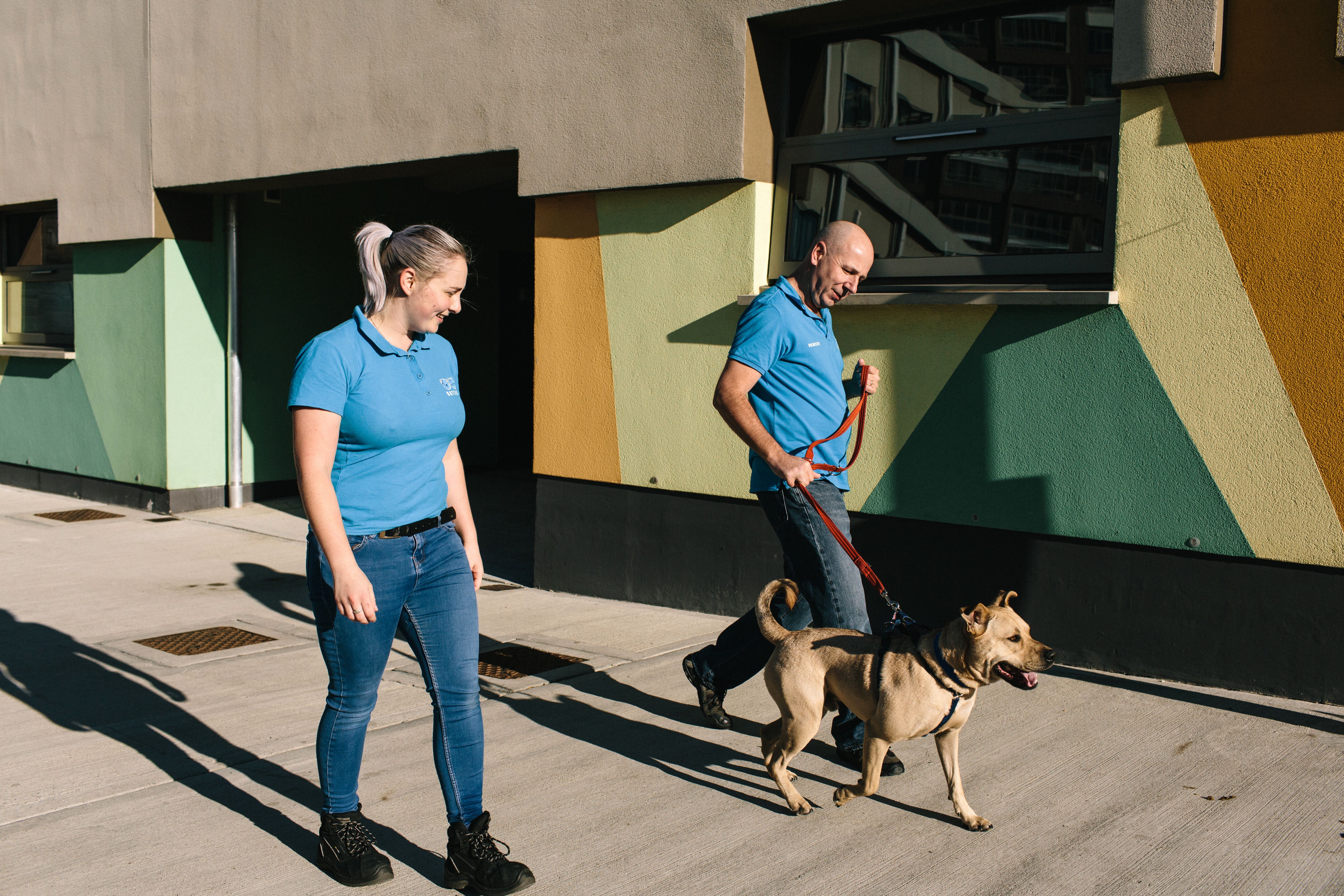 train dog to walk with you