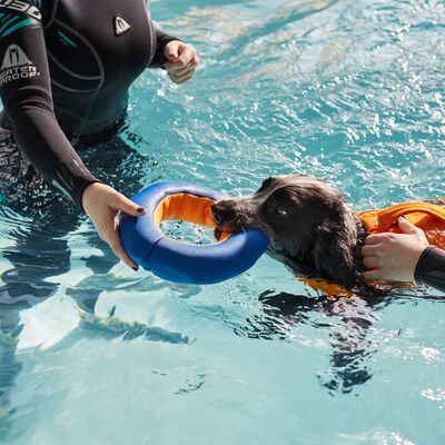 Hydrotherapy at Battersea