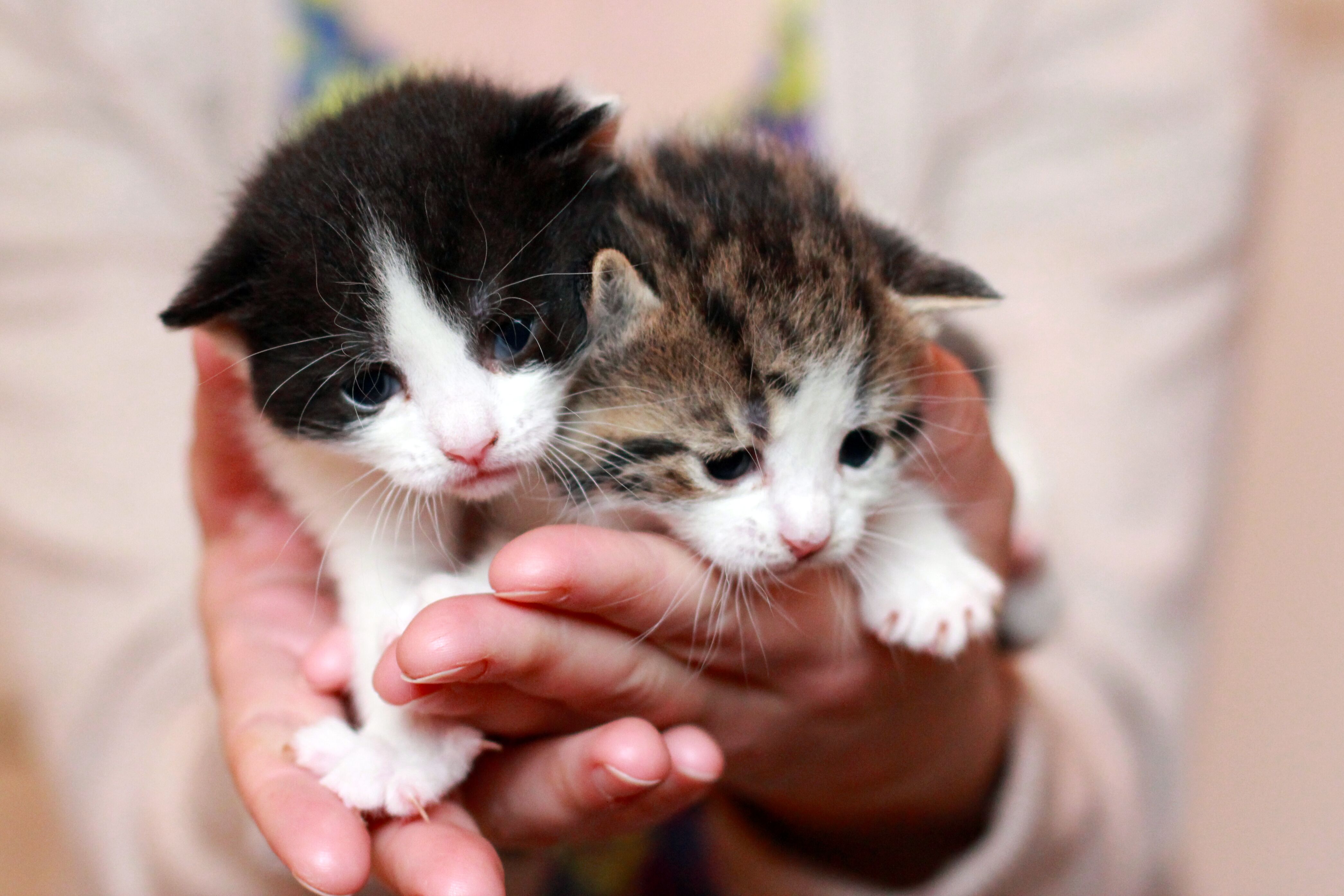 Elouise's kittens