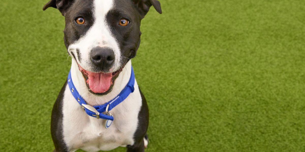 Battersea Dogs & Cats Home Battersea Dogs & Cats Home