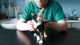Tippy the kitten getting a thorough health check from the Battersea veterinary team