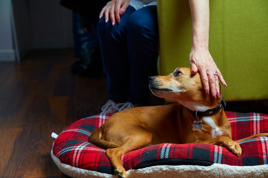 Desensitising your dog to loud noises | Battersea Dogs & Cats Home