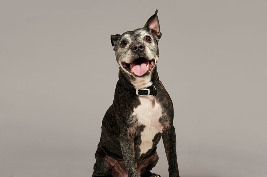 bull terrier and cats