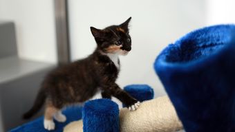 Shadow the kitten exploring his scratch post at Battersea.