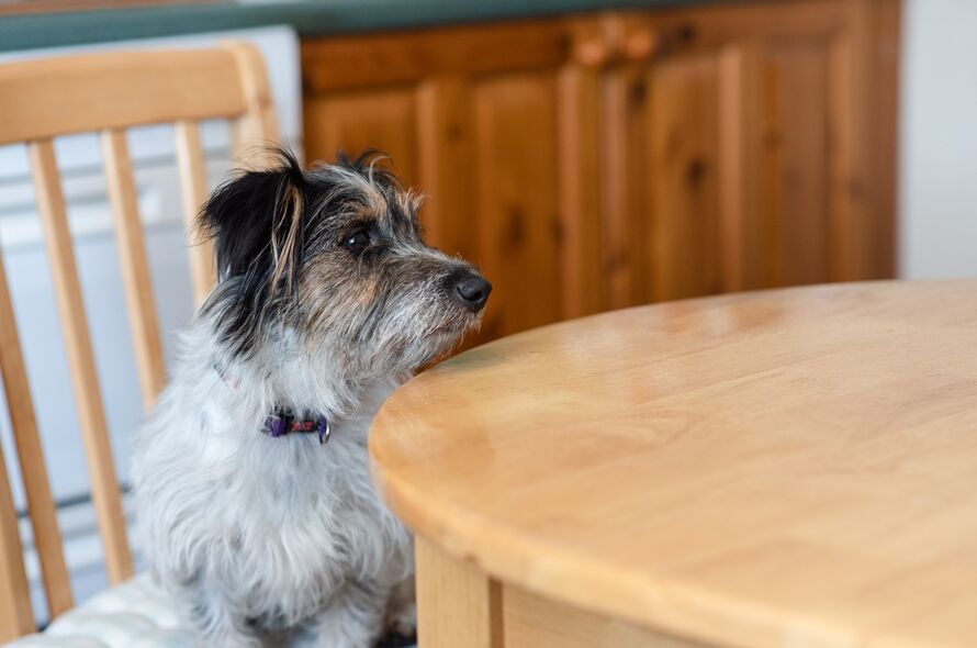 Little scruffy dogs sits at table