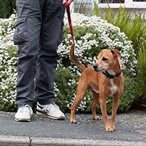 Training your dog to wear a collar, lead and harness