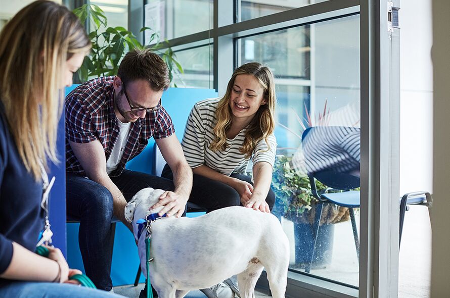 Couple sitting down in Battersea reception look happy as they pet a white dog while staff member watches on