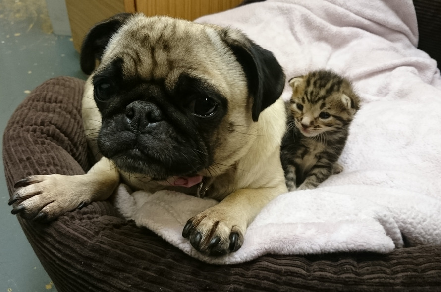 are pugs good with cats