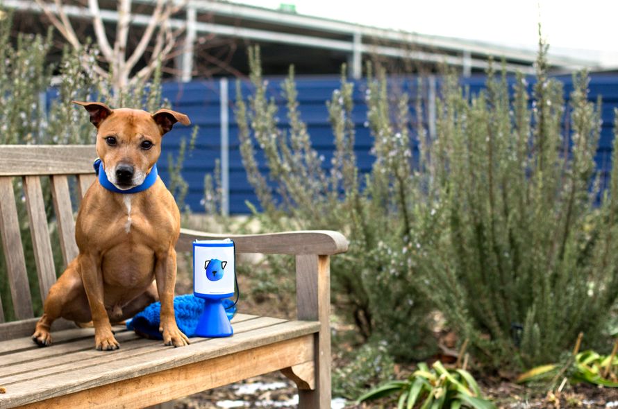 Fundraising ideas | Battersea Dogs & Cats Home