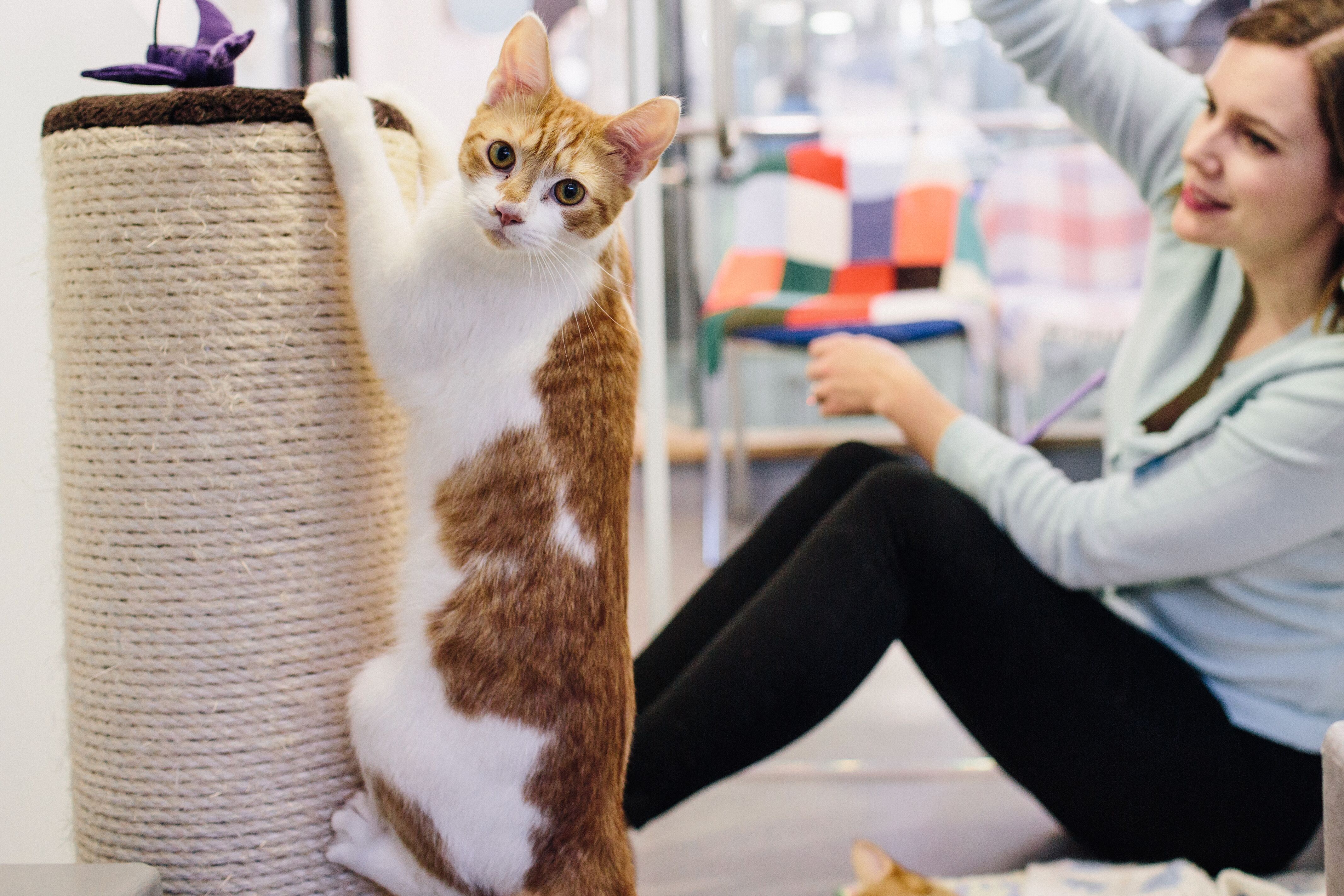 do cats scratch furniture