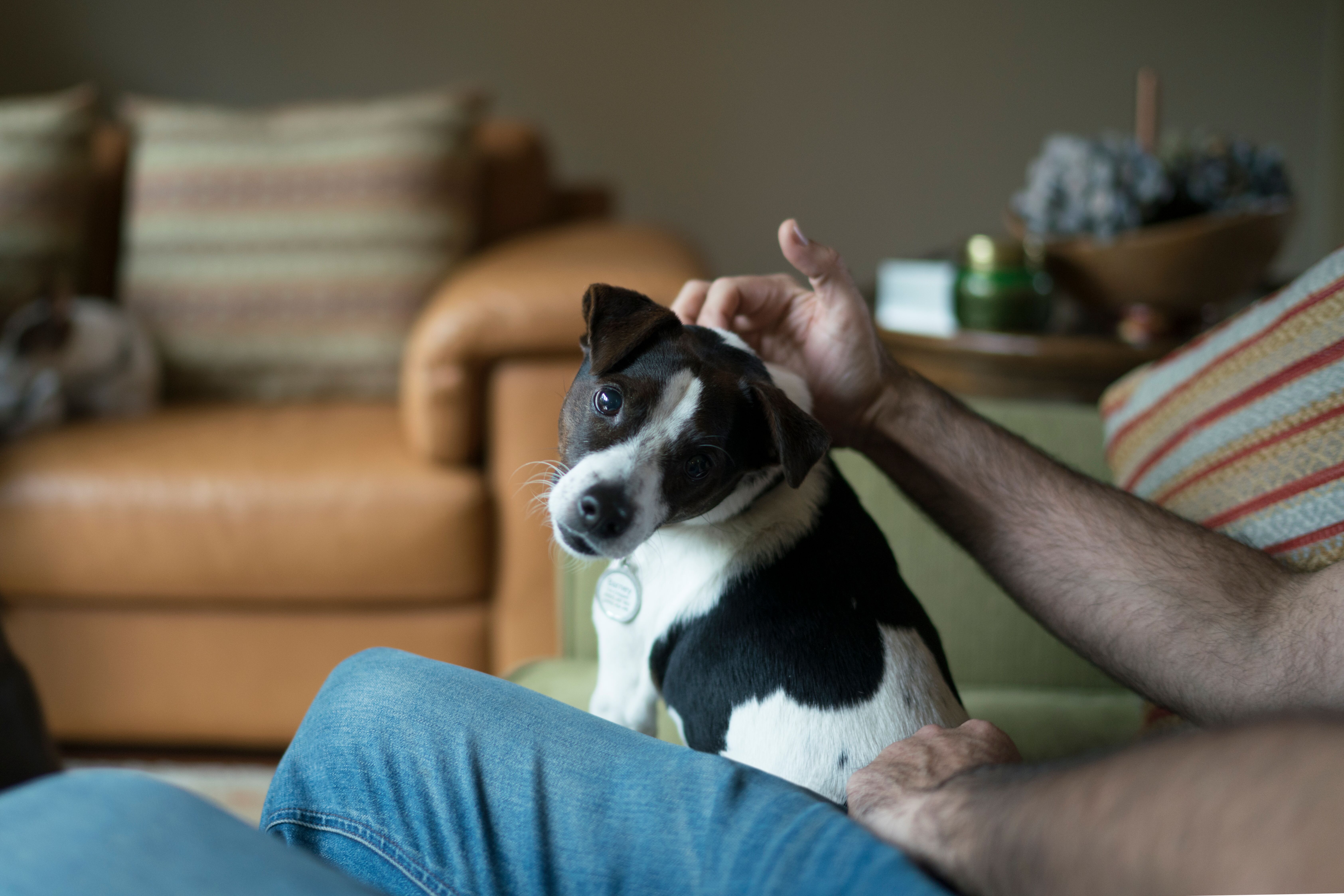 battersea rehome a dog