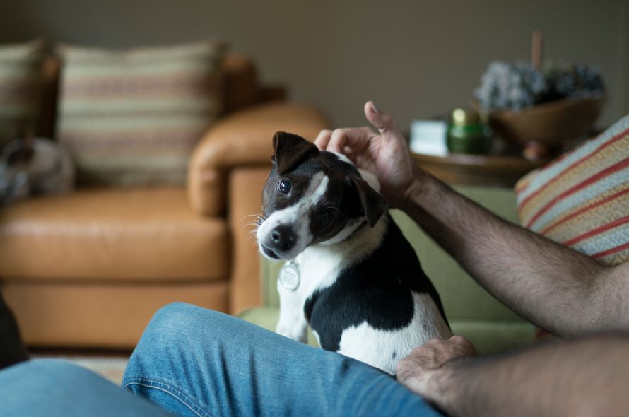 Puppy sitting on a sofa looks around at camera while being stroked on the head