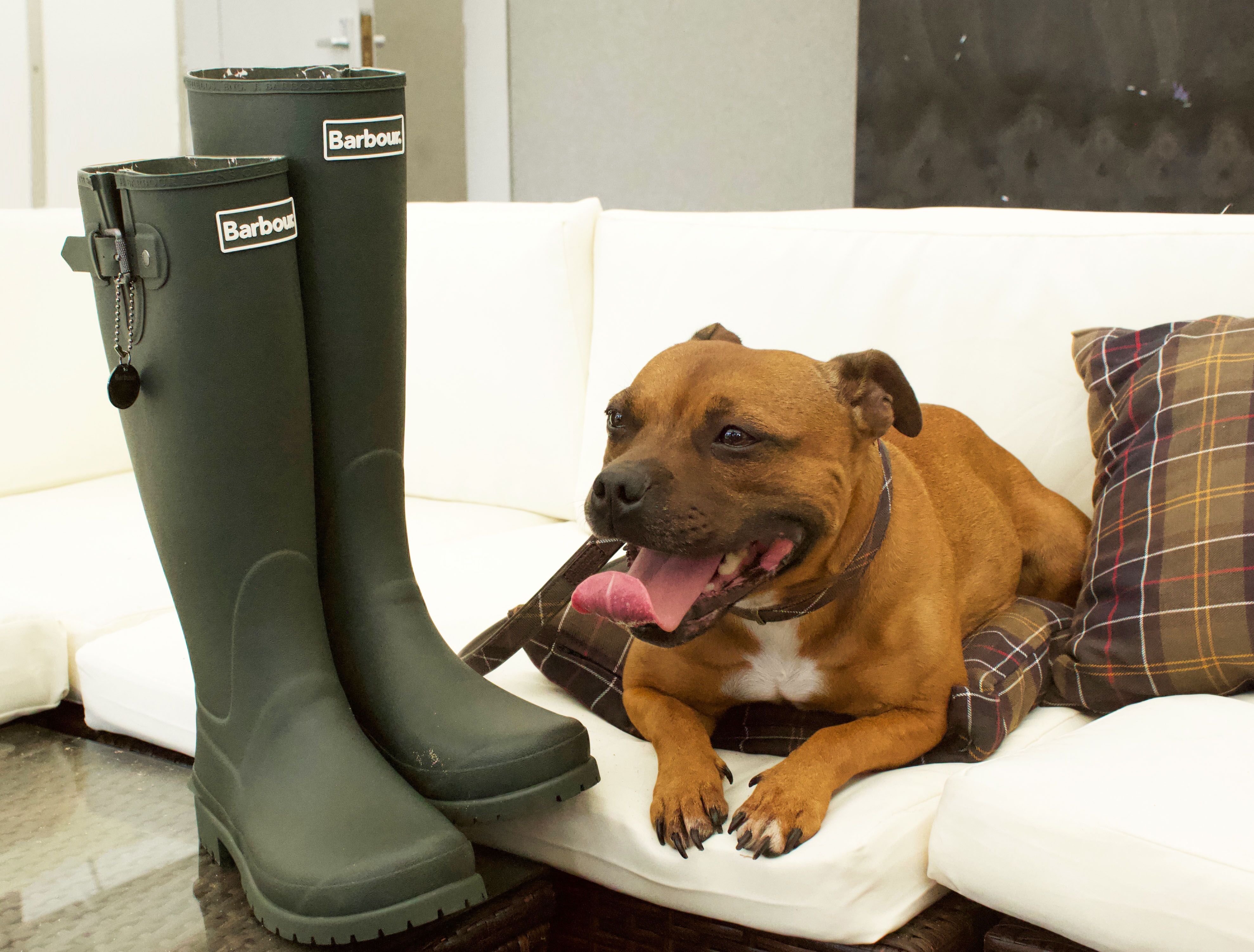 barbour dog products