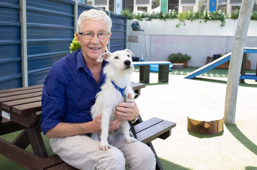 Battersea dogs home store dogs for rehoming