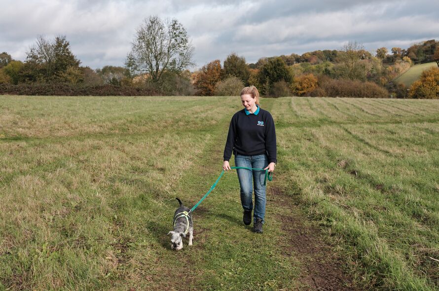 Battersea staff member walking a dog in a large open field