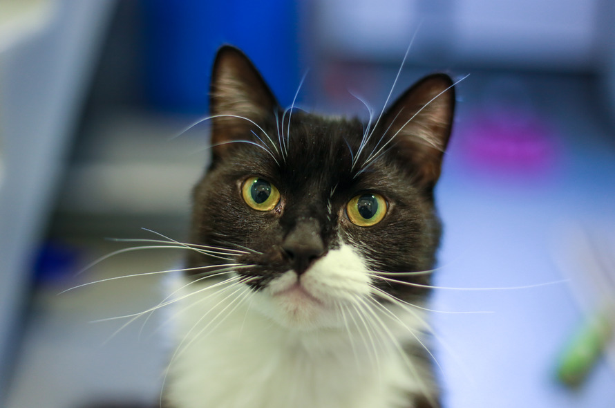 10 reasons to adopt a Battersea rescue cat Battersea Dogs & Cats Home