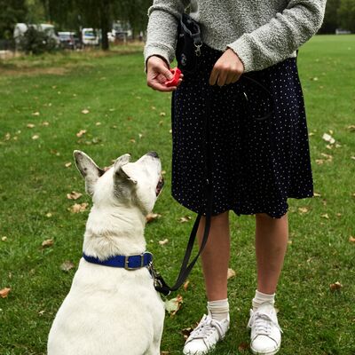 How to Find a Qualified Dog Trainer or Behaviourist