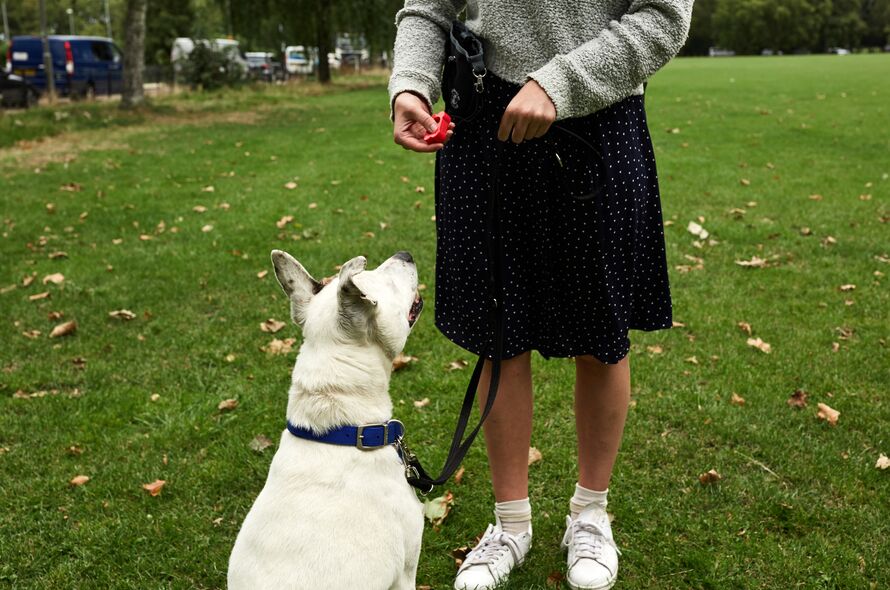 Dog sits in park looking at person holding a training clicker