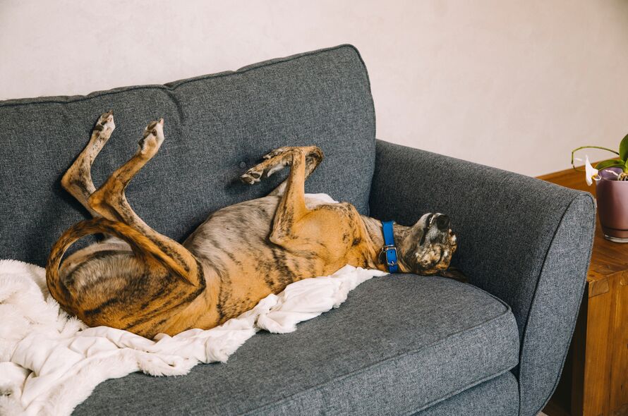 Brown and black greyhound lies on back with legs up on sofa