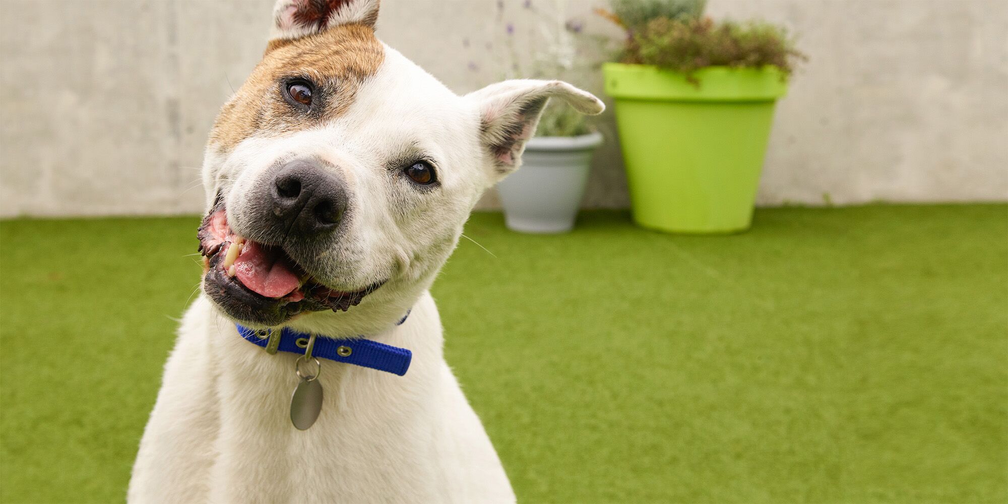 Dogs | Battersea Dogs & Cats Home