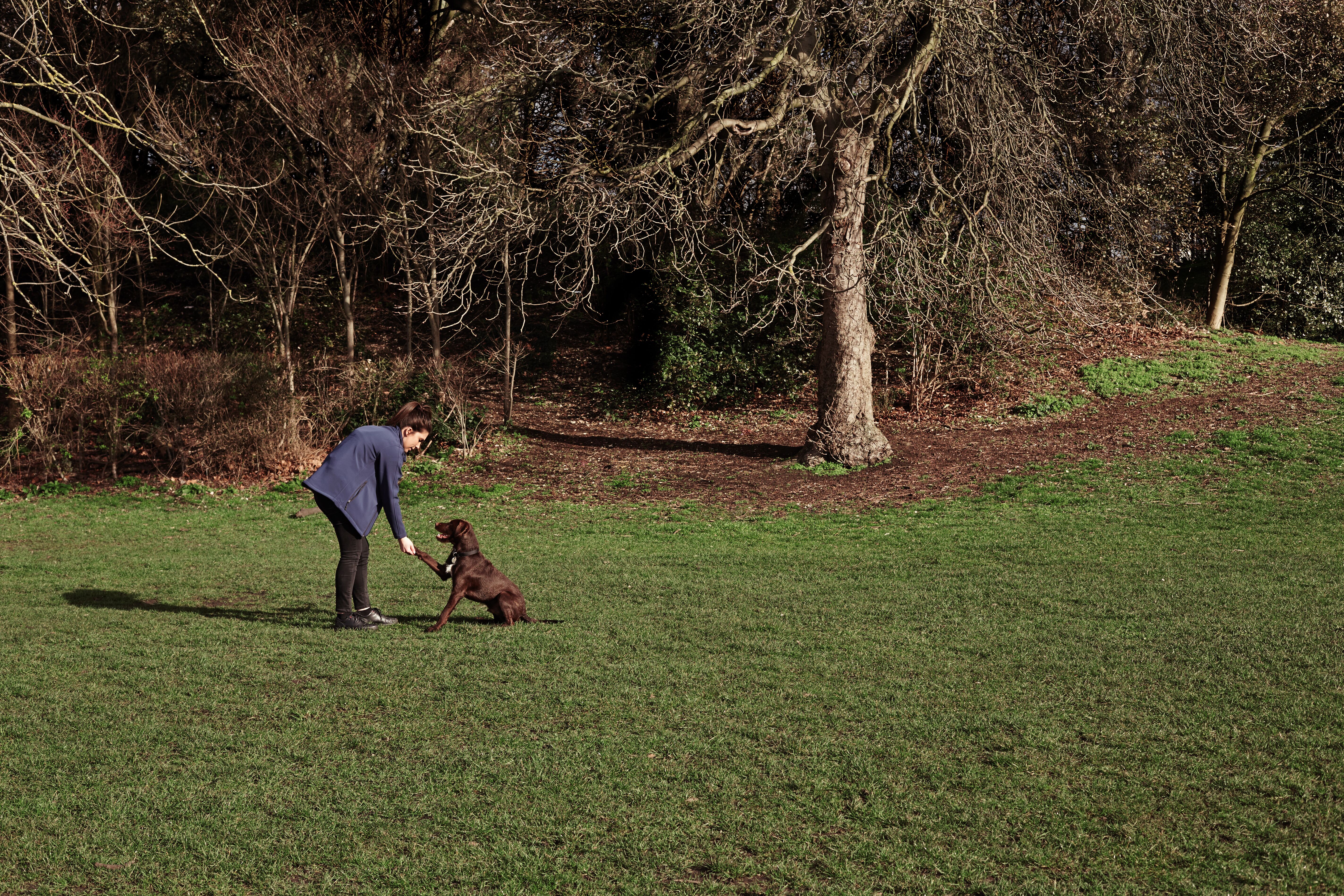 barbour battersea dog coat