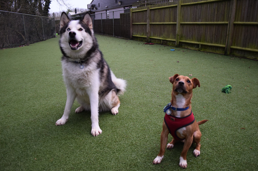 Battersea Dogs And Cats Home Interview Hellobark