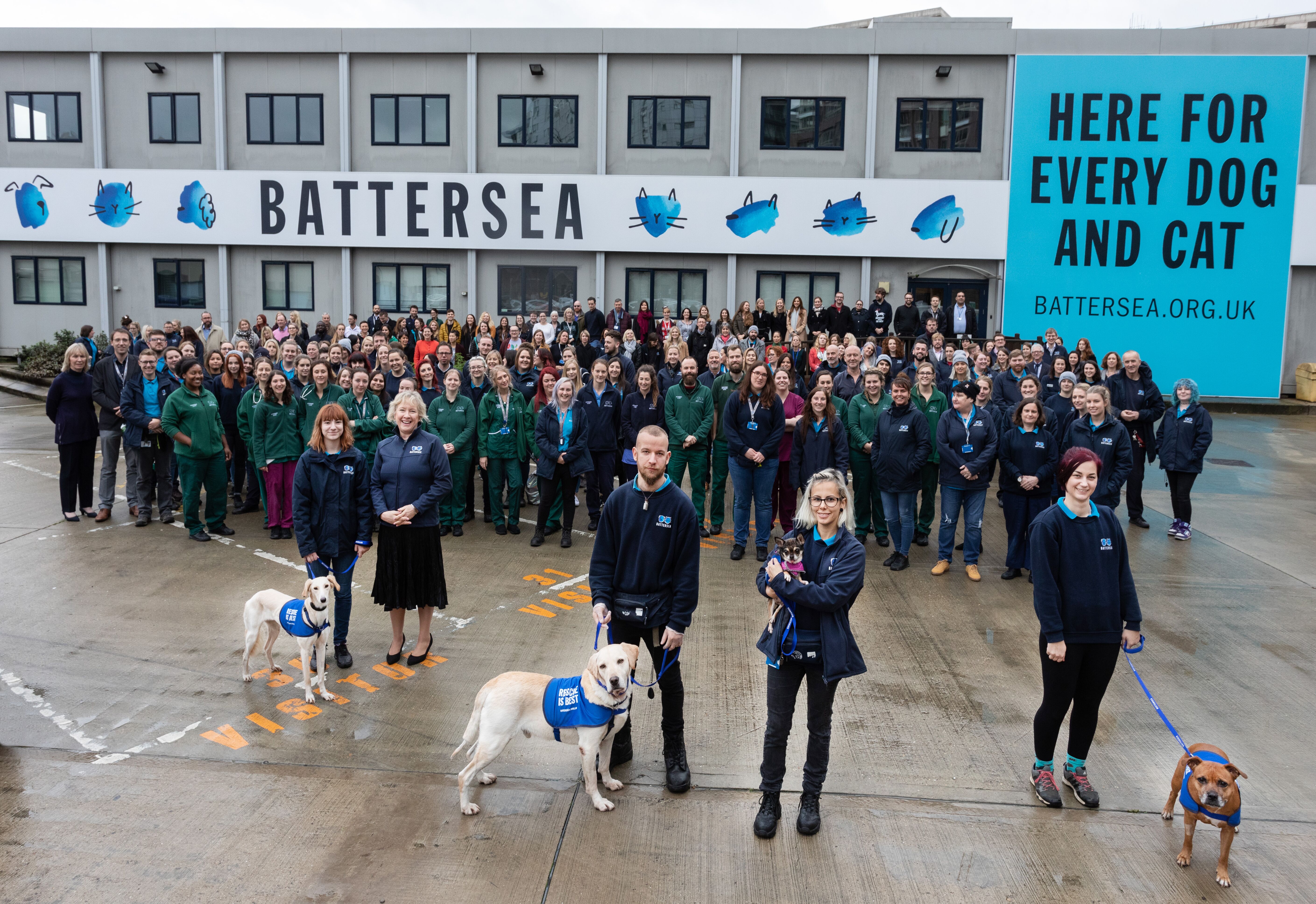 battersea cats and dogs