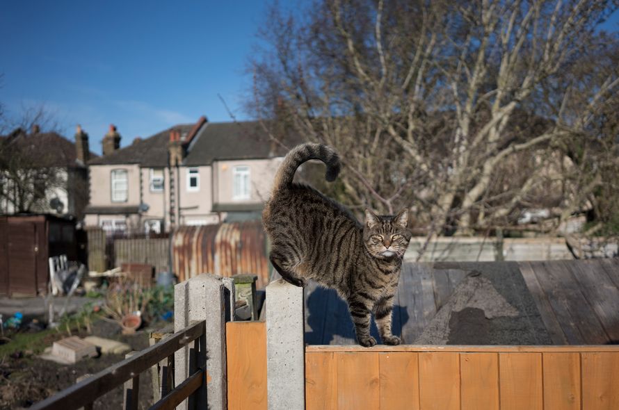 Tabby cat stops to look at camera while walking along a garden fence