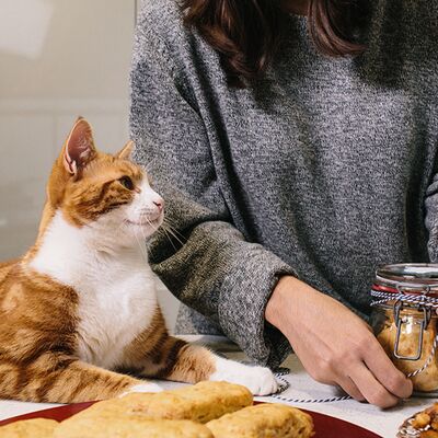 Toxic foods and items that cats can't eat
