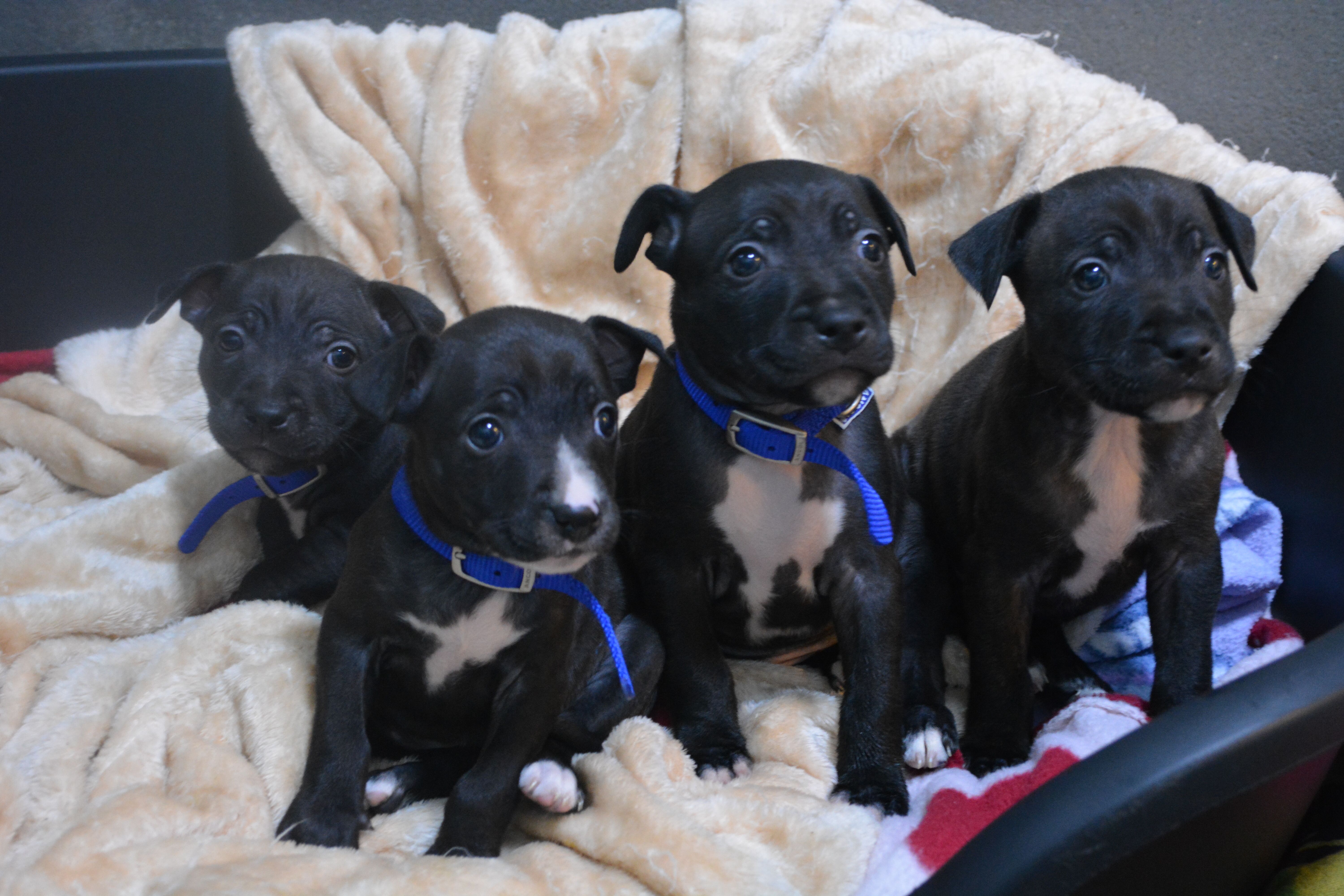 black pomeranian haircuts