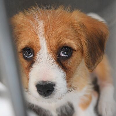 How a change in pet-importation rules would tackle puppy smuggling