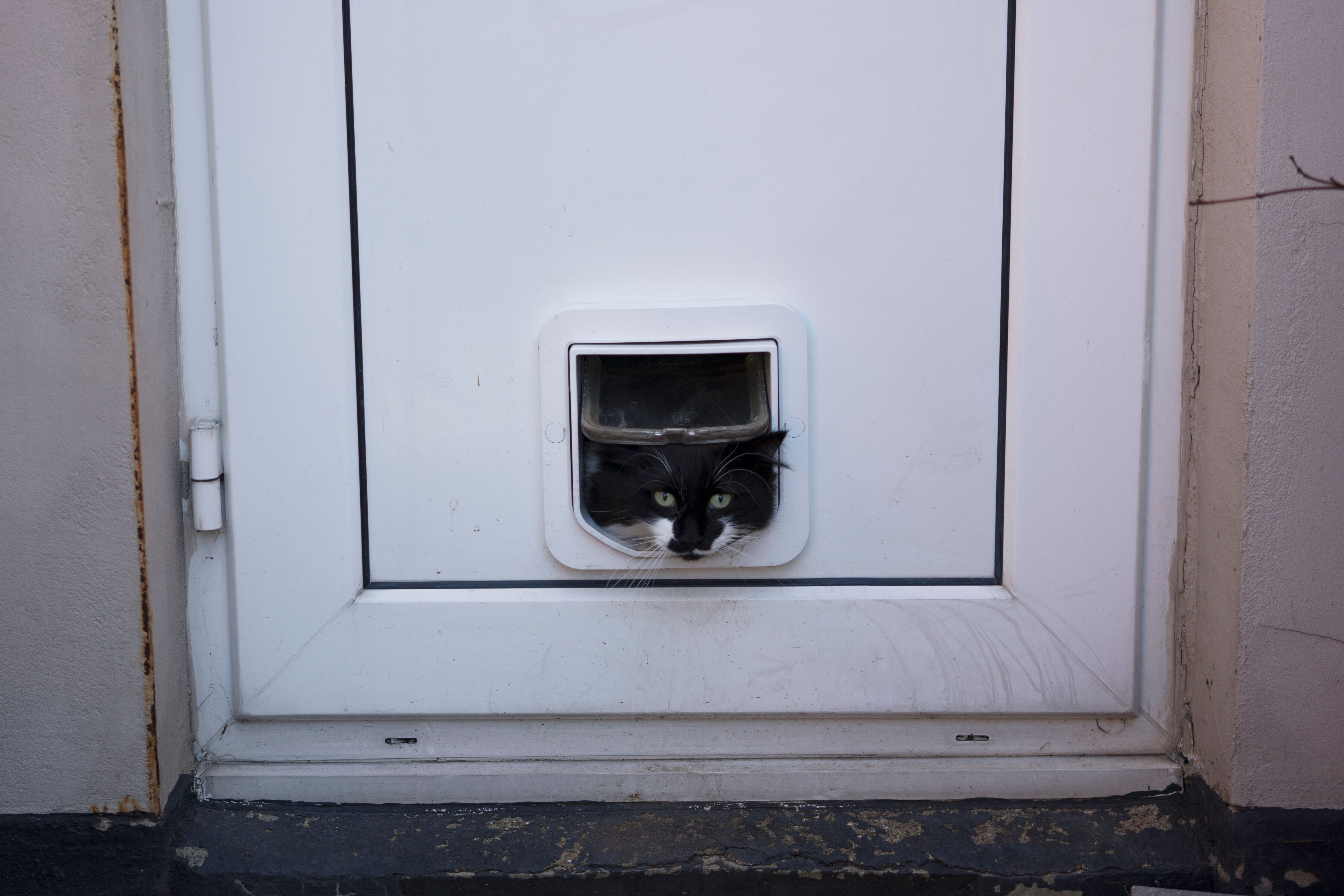 front door with cat flap