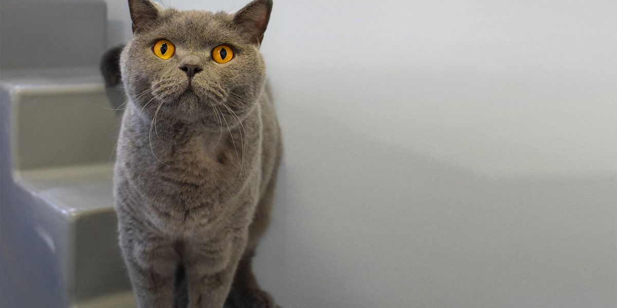 Cats Battersea Dogs & Cats Home