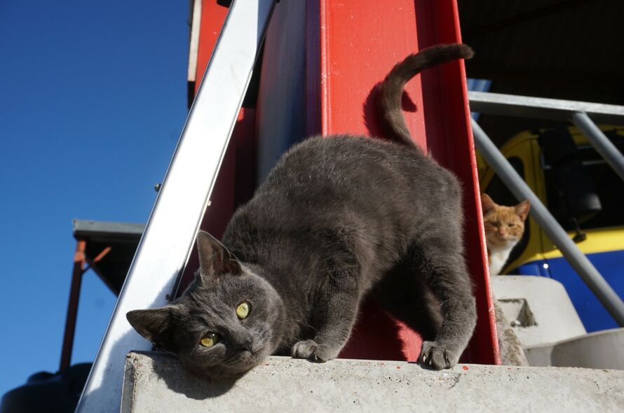 A Cat S Sense Of Smell Battersea Dogs Cats Home