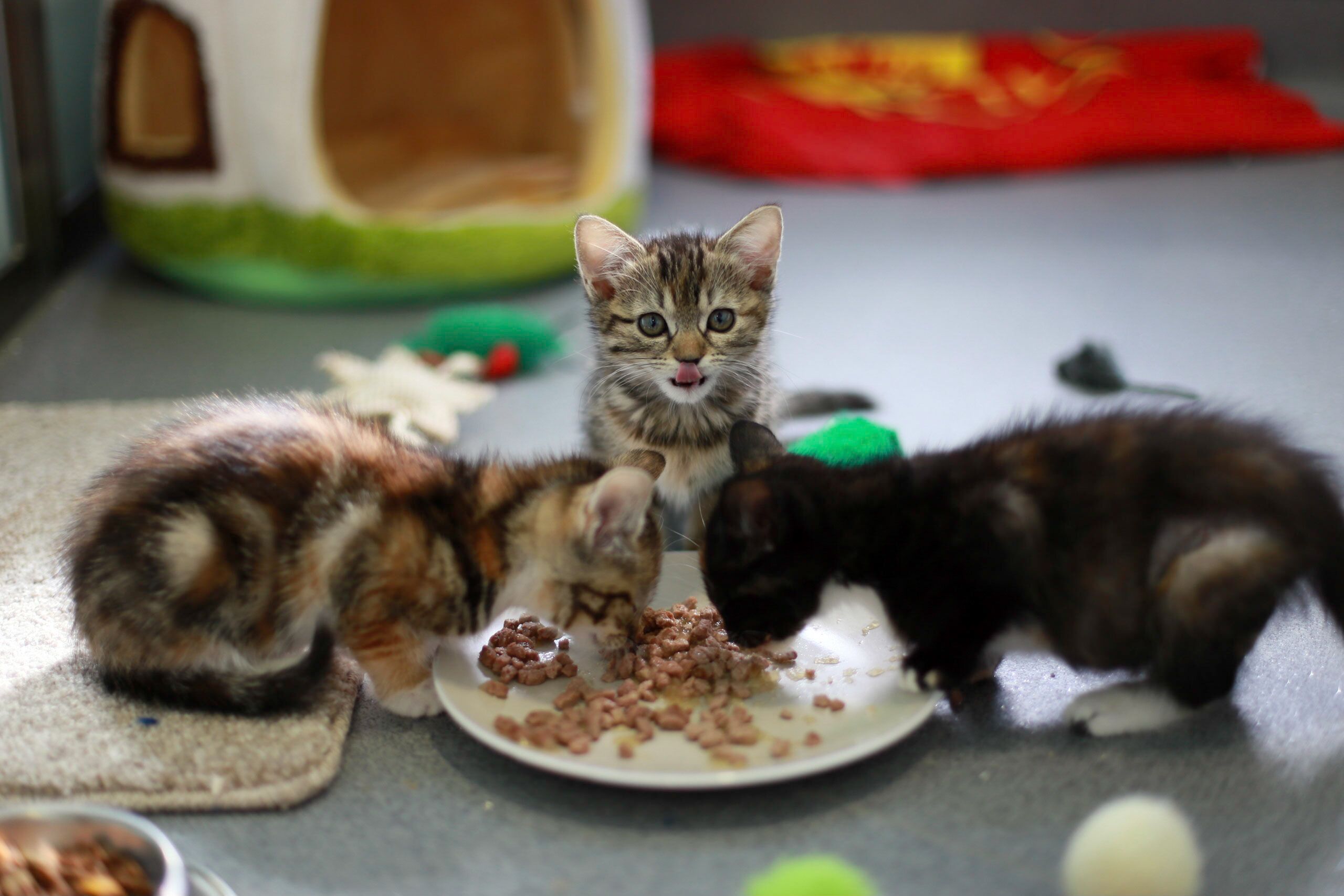 treats for dogs with allergies