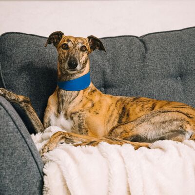 Greyhounds: Just looking for a couch to potato on