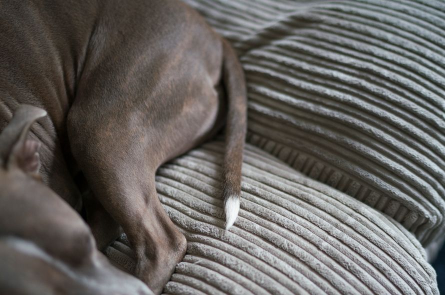 Close up of grey staffordshire terrier dog's back leg and tail curled up on grey sofa