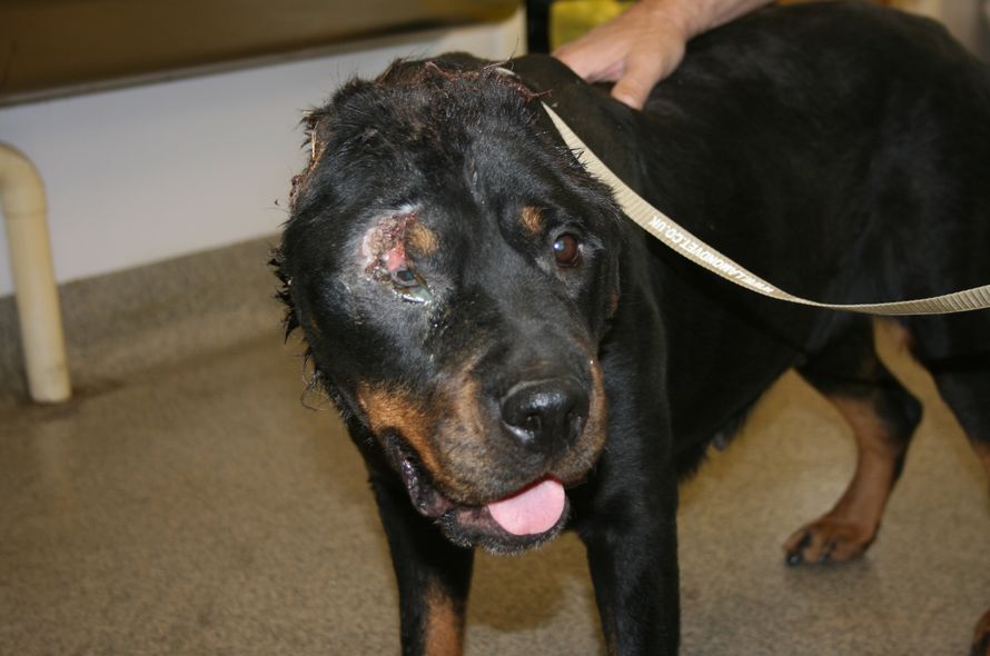 Battersea calls for five-year sentences for animal cruelty in Scotland |  Battersea Dogs & Cats Home